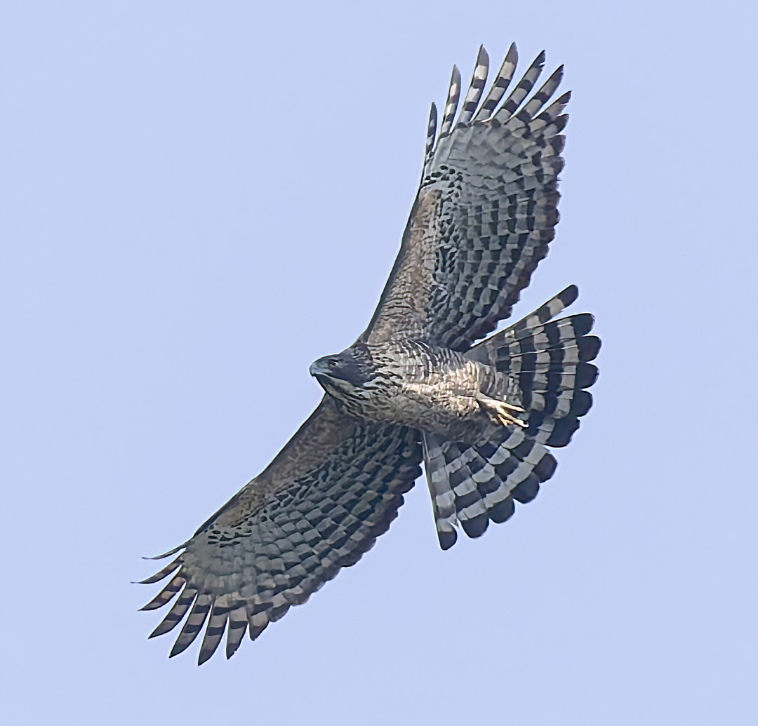 image Mountain Hawk-Eagle